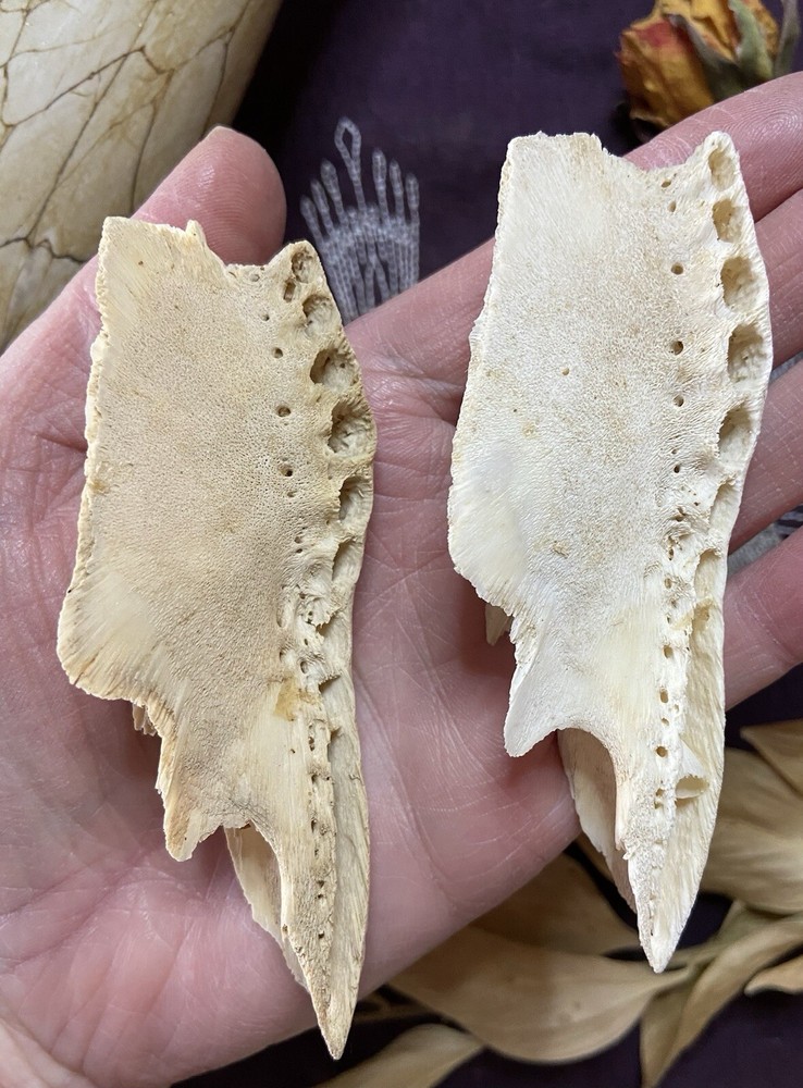 One Ethically Sourced Alligator Maxilla Bone Half, Upper Jaw Bone, Real Bone