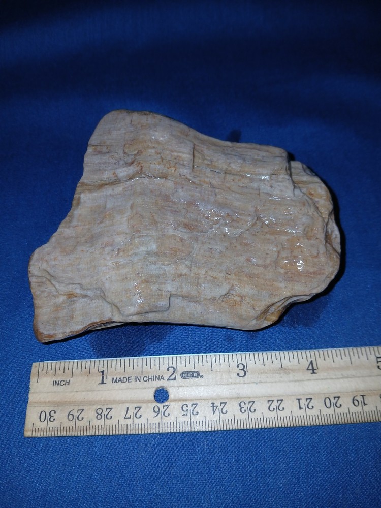 14 oz Texas Petrified Wood