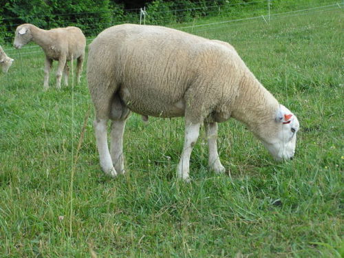White Washed Texel Wool Roving - Free Shipping