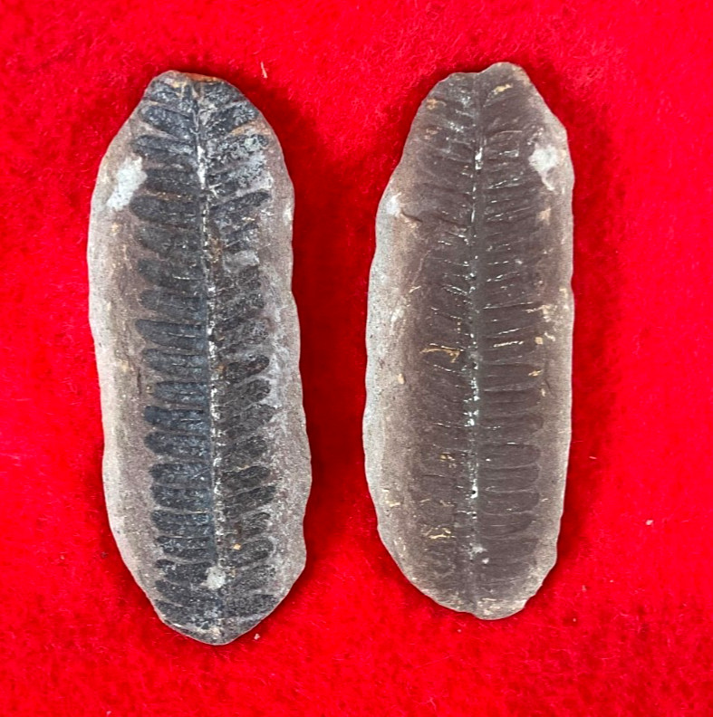 Mazon Creek Fossil Nodule Pair #31