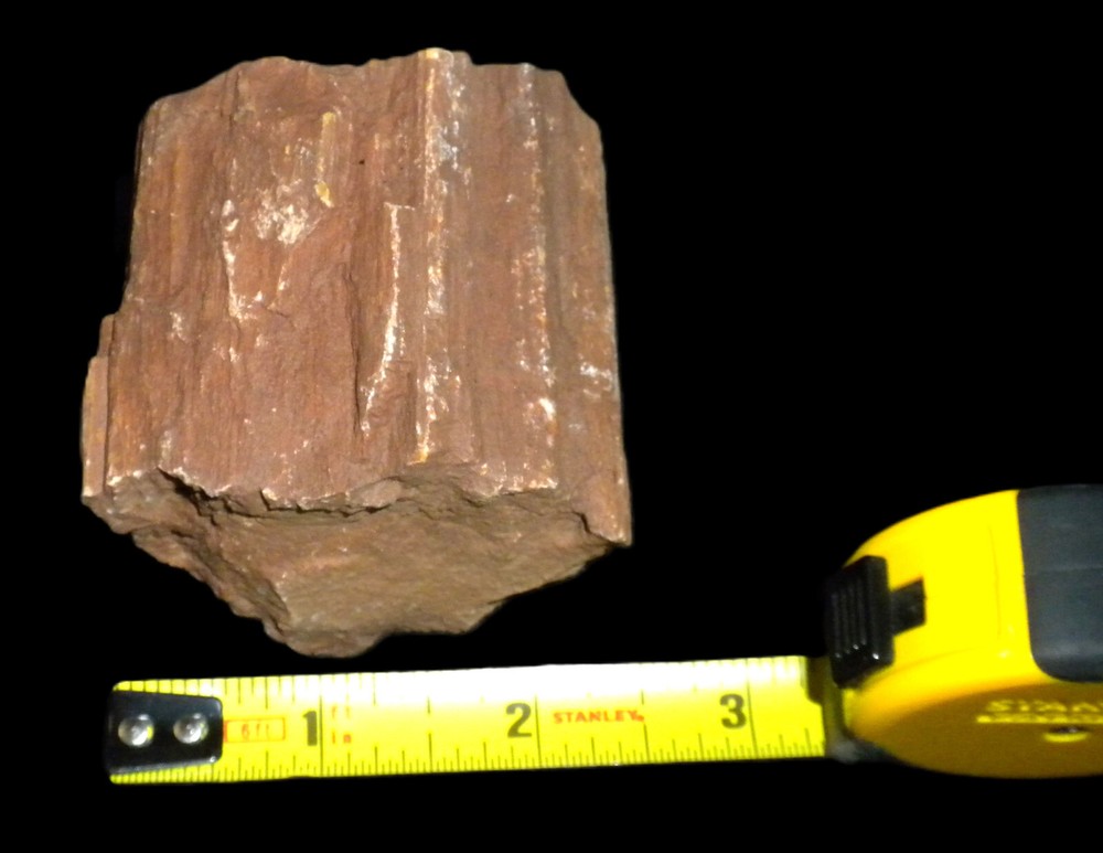 Petrified Wood Section 2.50 in Long x 2.5 in diameter