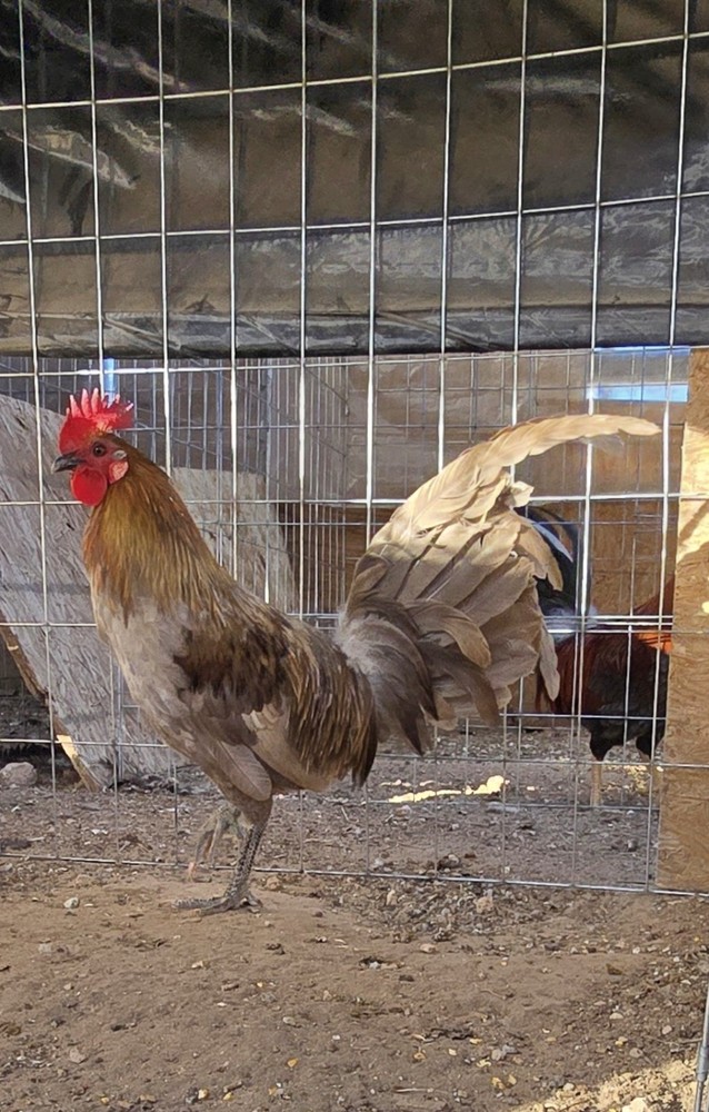 hatching eggs 1 RK blue Mug  stag