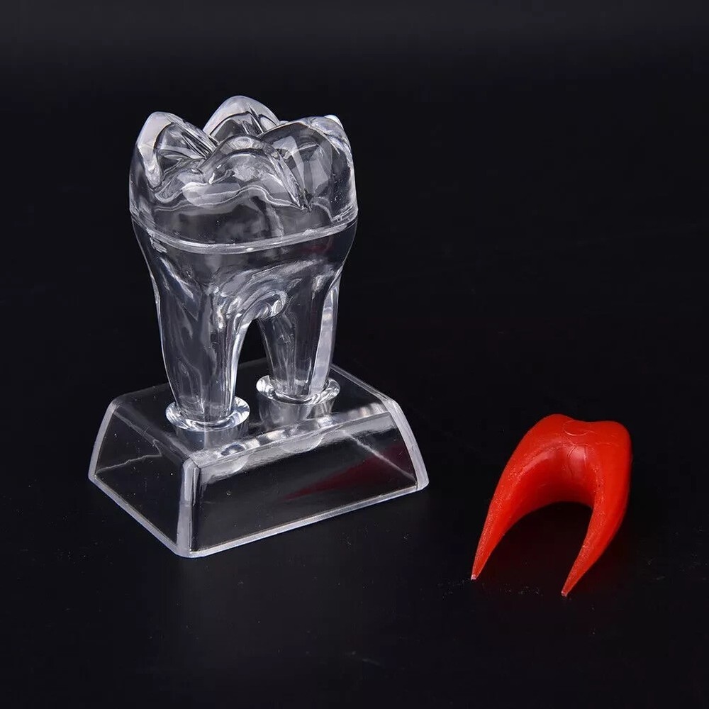 Dental Plastic Emulational Quality Crystal Base Hard Tooth Separable Molar Model