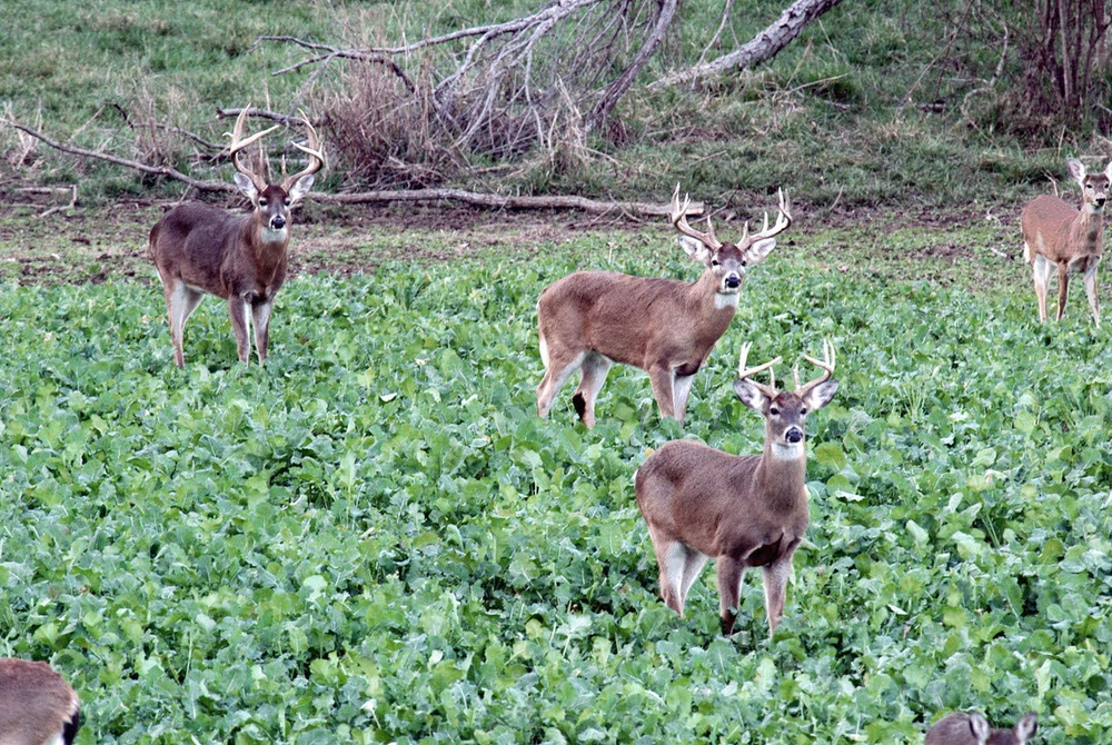 Winter-Greens Deer Food Plot Seed for Fall Planting - Annual