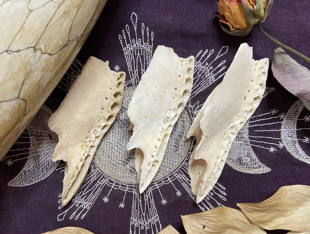 One Ethically Sourced Alligator Maxilla Bone Half, Upper Jaw Bone, Real Bone
