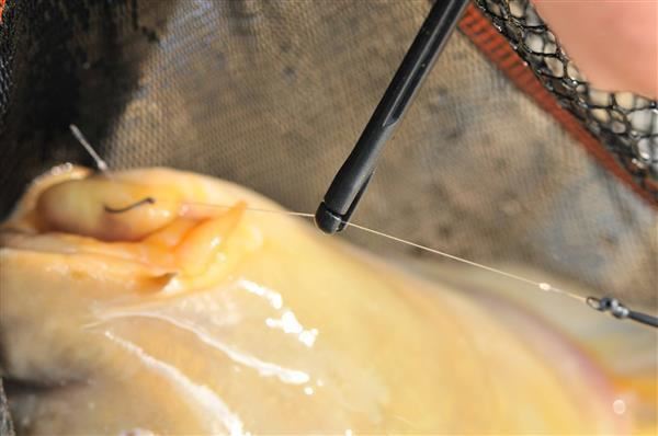 Guru Disgorger / Conti / QM1