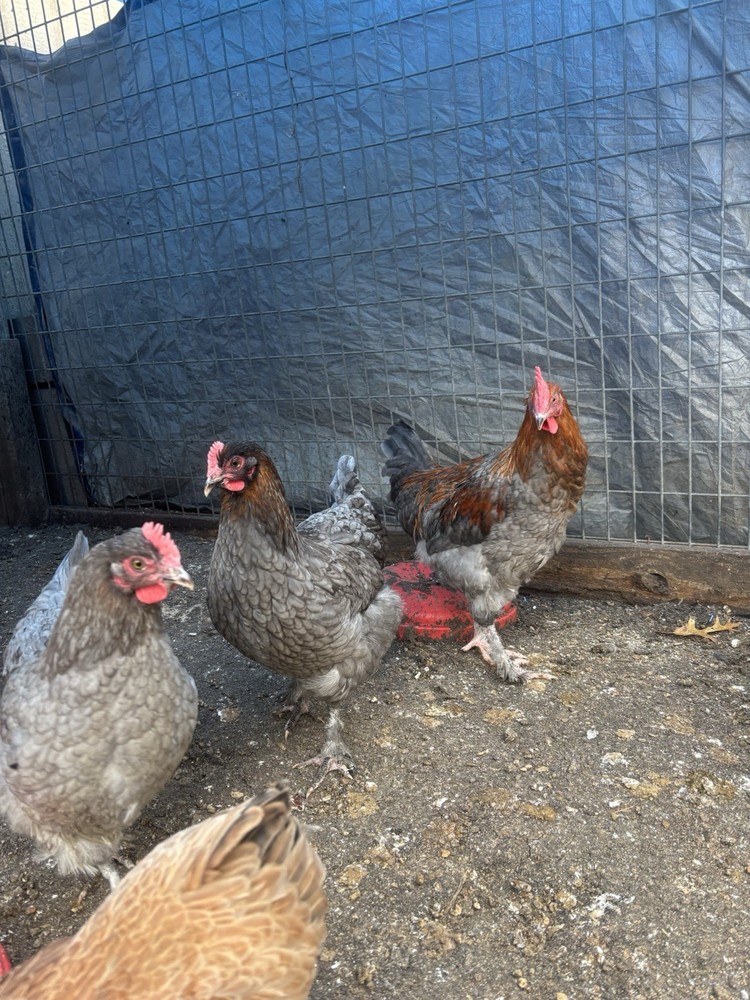 8+ Black/Blue/splash copper maran hatching eggs