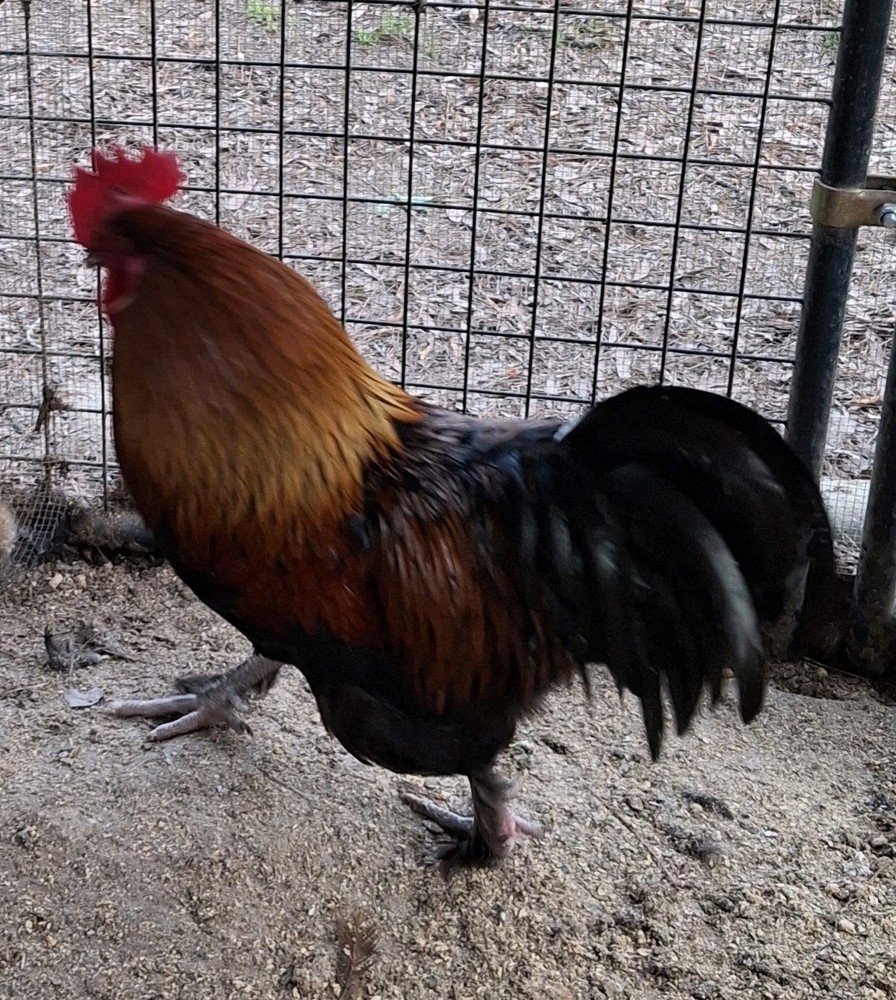 10+2 Black Copper Maran Hatching Eggs