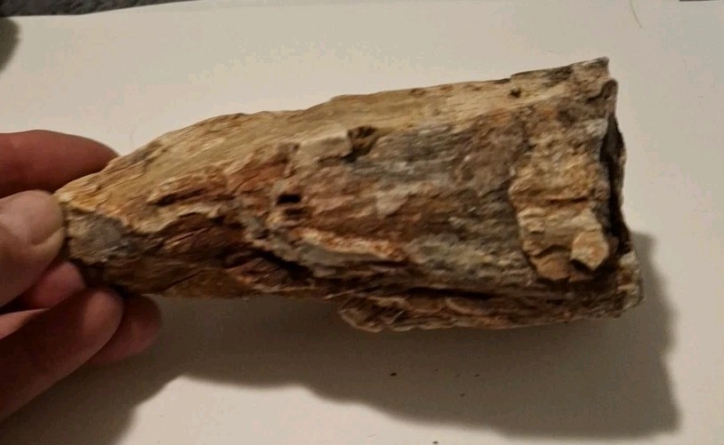 Petrified Wood 680g