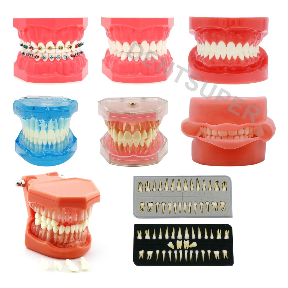 Dental Practice Ortho Typodont Teeth Model for Brushing  Standard Teeth Model
