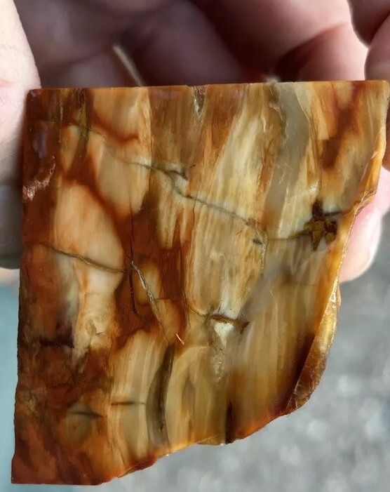 Silver Creek Junction petrified wood