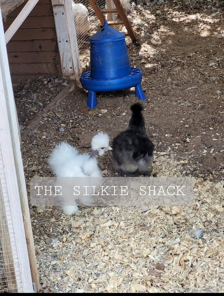 Silkie Chicken Hatching Eggs NPIP Certified