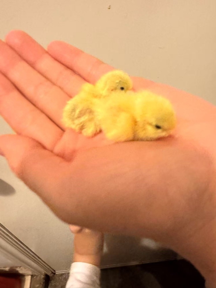 button quail hatching eggs