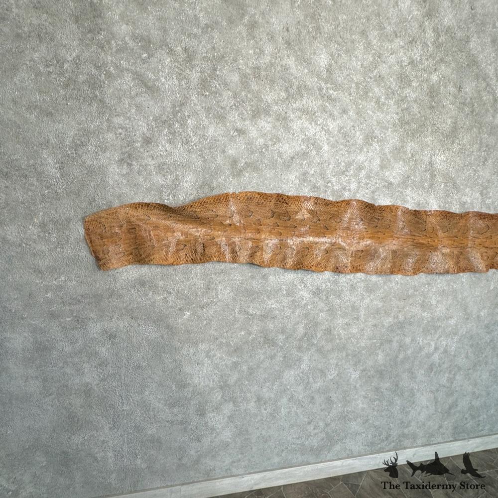 #29778 E | African Rock Python Snake Skin For Sale