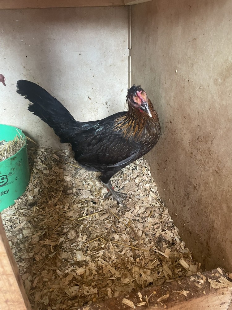 Chicken Hatching Eggs