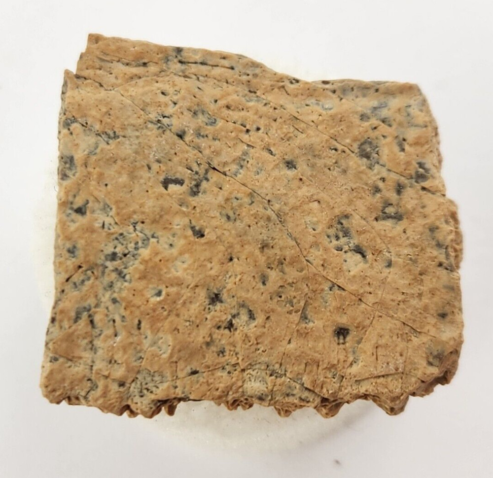 Cretaceous Turtle Shell Fossil - Testudines - Judith River Fm. - Hill Co., MT