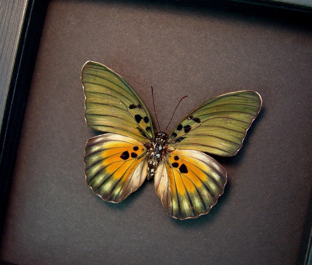 Euphaedra edwardsii Framed African Butterfly Edwards forester Moonlight Display