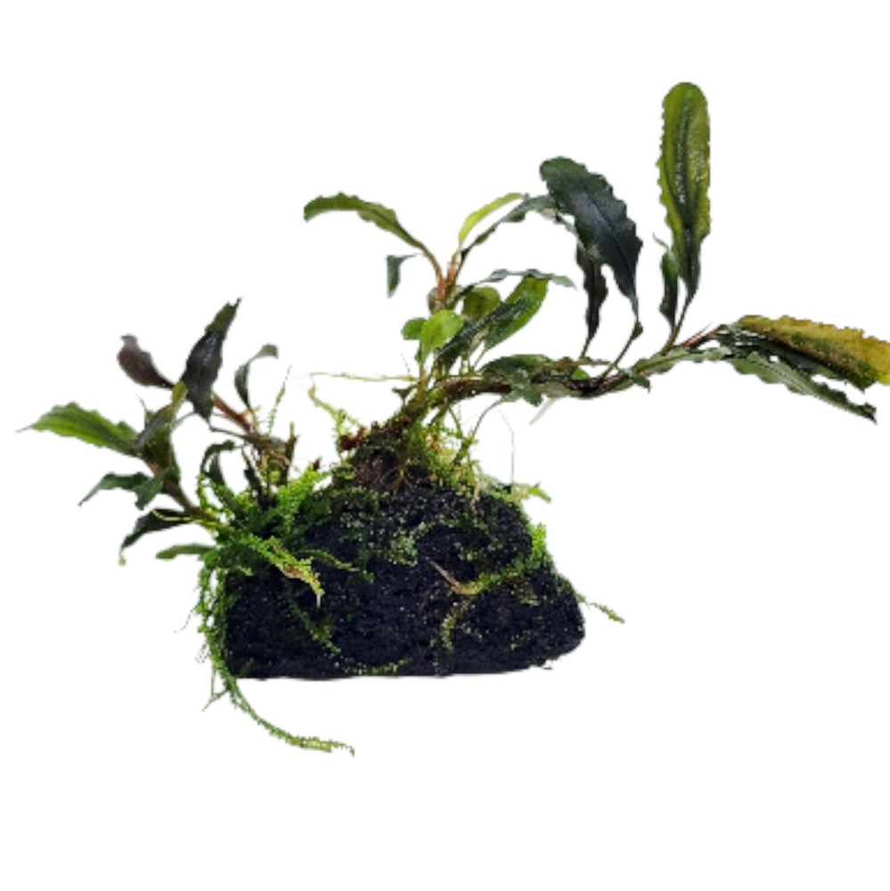 Bucephalandra Black Galaxy on Lava Rock