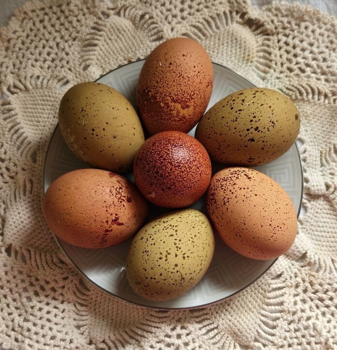 6 Speckled Eggers/ Galaxy Assortment hatching eggs