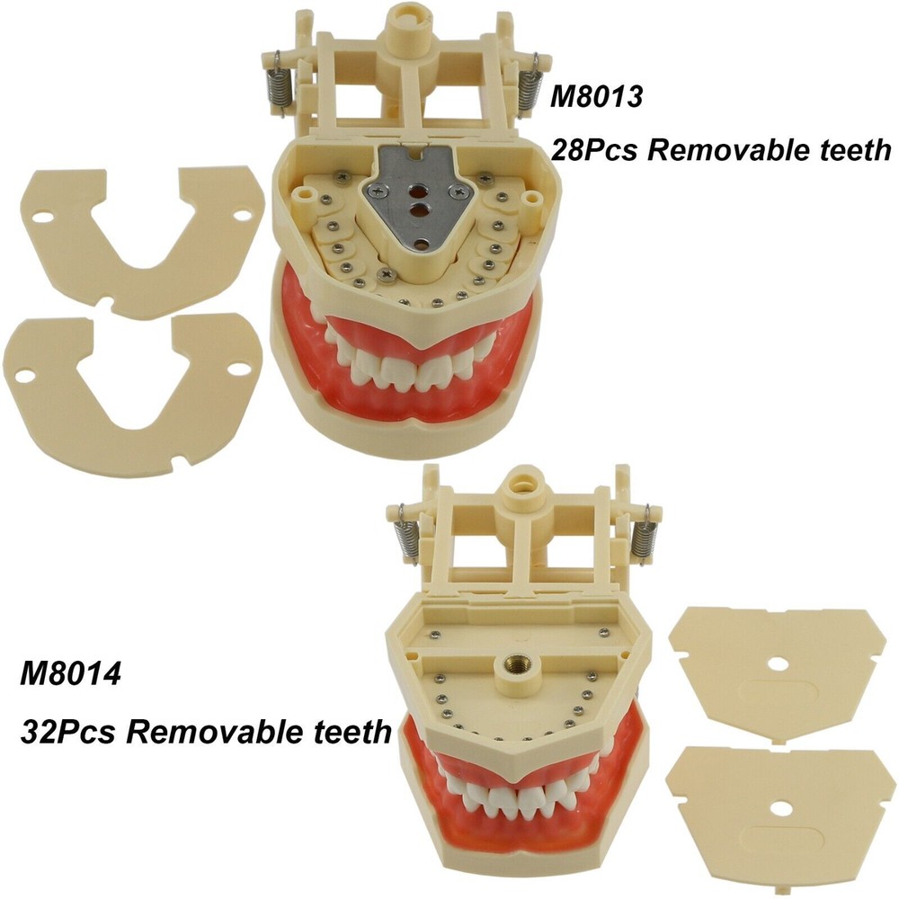 Dental Typodont Model Pathological Implant Ortho Perio Demo Practice Teeth Model