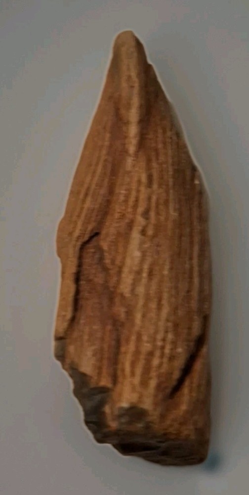 Petrified Driftwood 130g