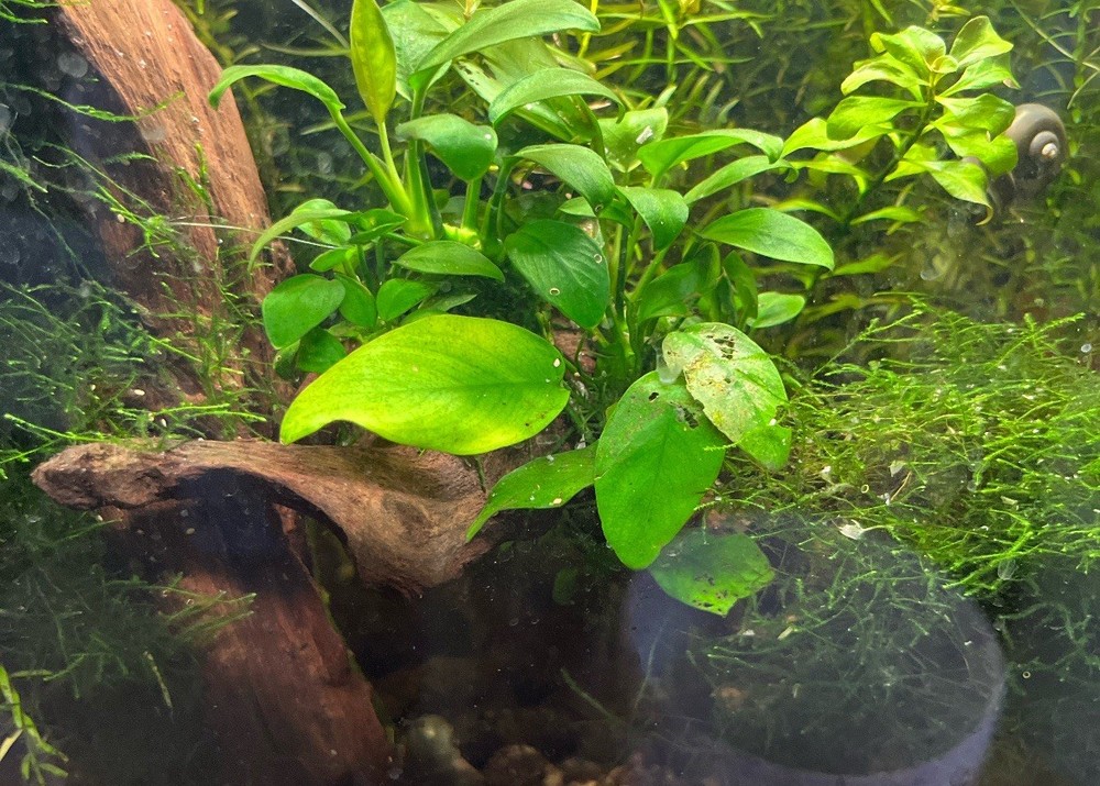 Aquatic Plant Bundle