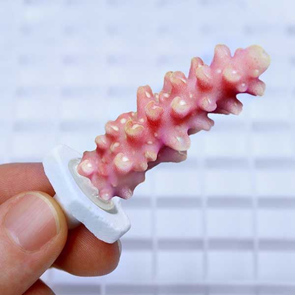 Coral Plugs (12 pc) - Seachem