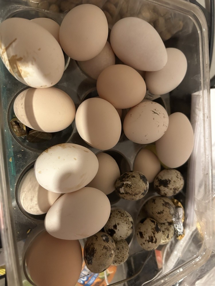 Aztec Chicken hatching eggs for incubating