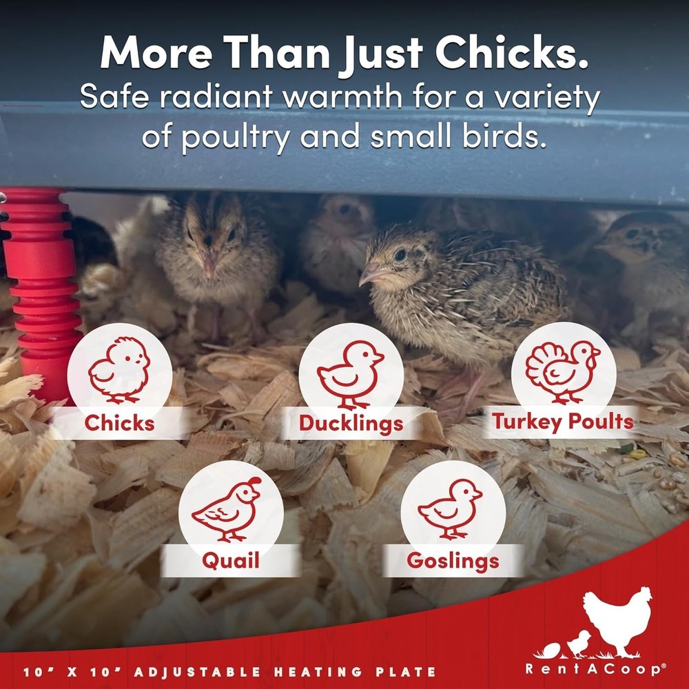 10x10" Chick Heating Plate with Anti-Roost Cone