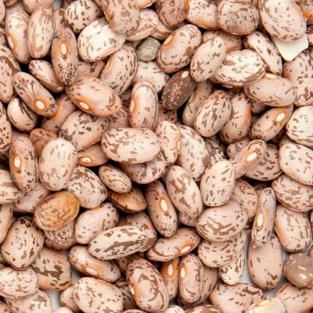 Pinto Beans