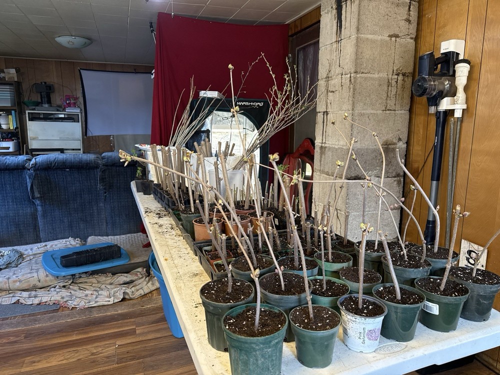 Rooted Champagne Currants