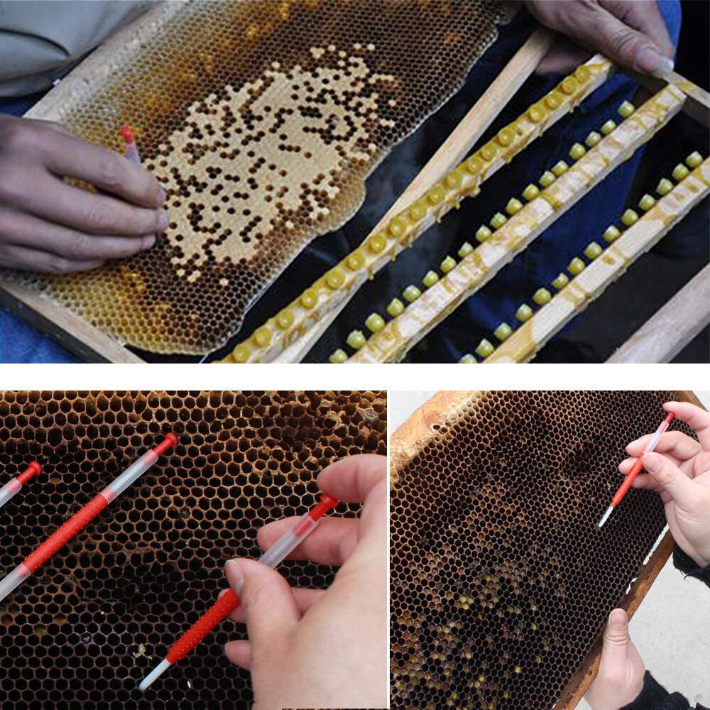 10X Beekeeping Moving Grafting Tools Needle Bee Rearing Equipment Feeding Tools