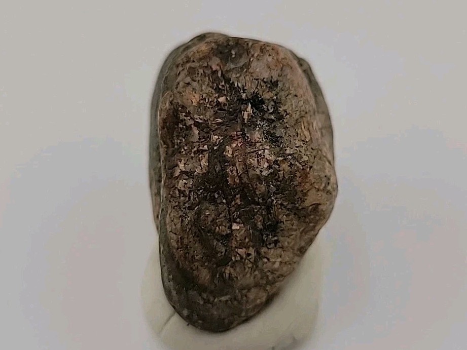 Real Permineralized Bird Egg Fossil