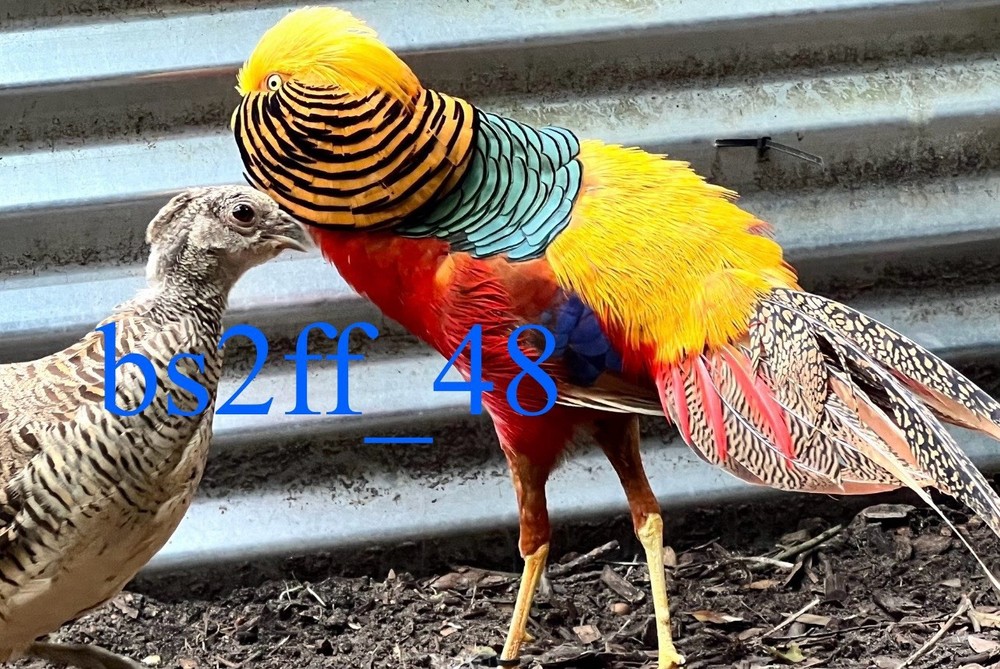 PRESALE (Red Golden Pheasant Hatching Egg) Please read description!!