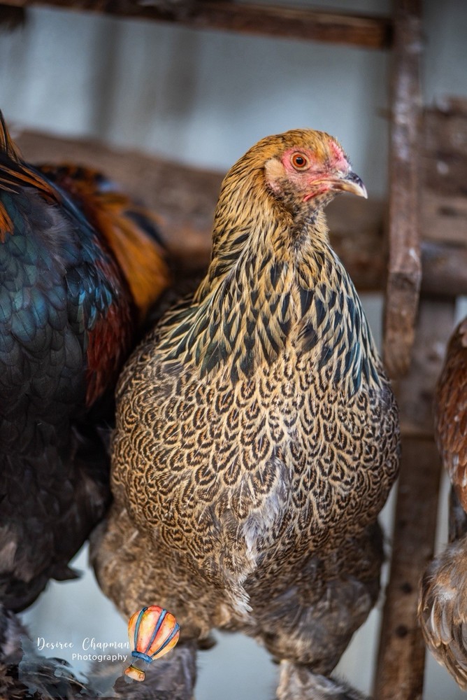 6+ Blue/Black/Splash SILVER/GOLD Partridge Brahma Hatching Eggs