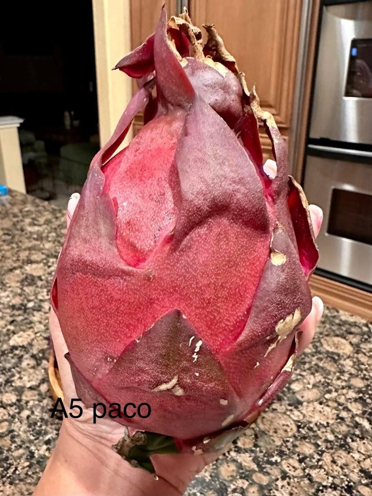 12 Dragon Fruit cuttings 8-14 inches long check The Description ￼ ￼