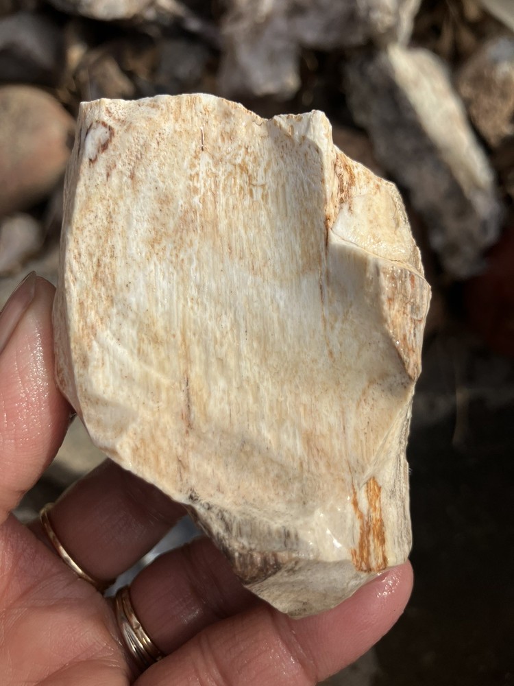 Opalized Petrified Wood