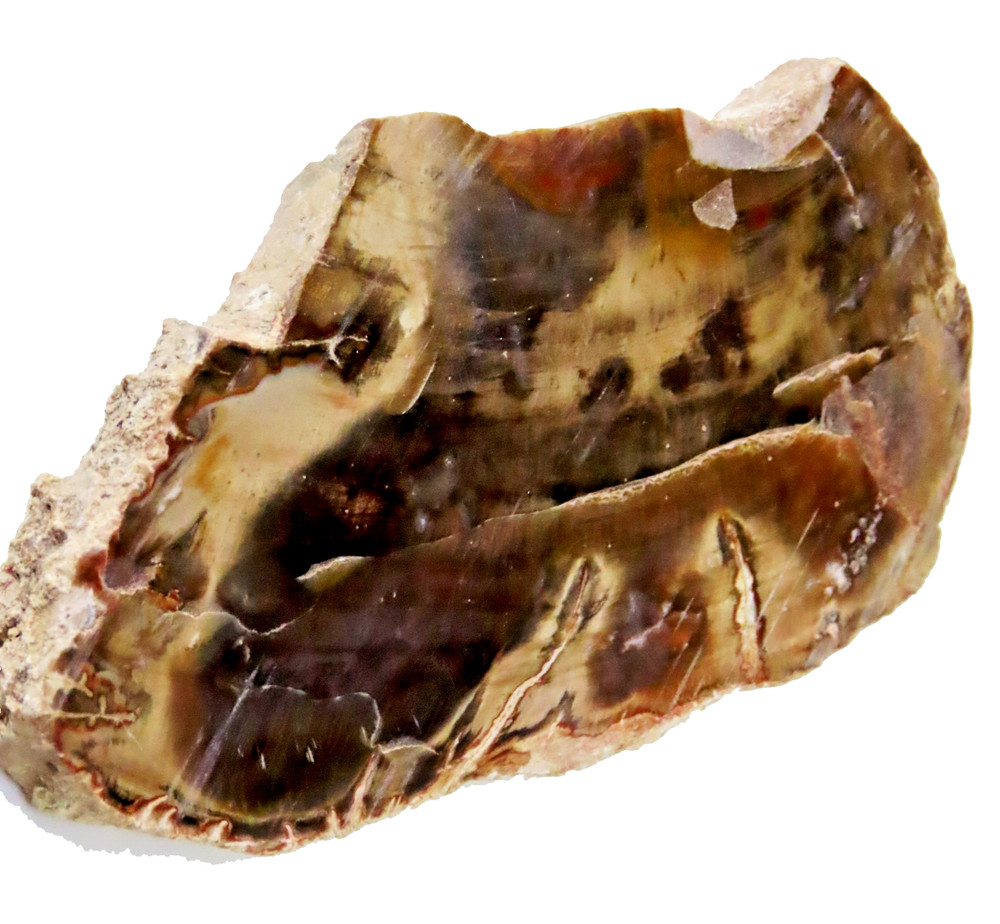 Petrified wood fossil @ 80 grs