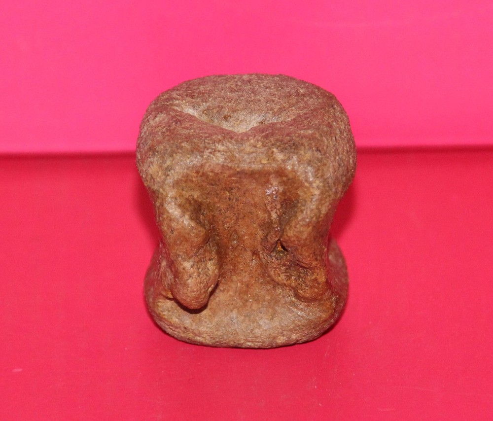 Thescelosaurus Vertebra Dinosaur Bone Authentic Hell Creek Formation Cretaceous