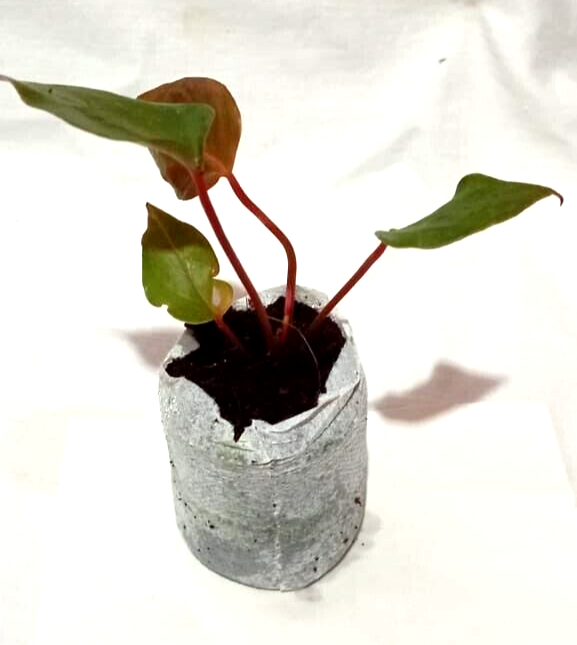 Coco Pellets Coco Peat Coco Plug Set Growing Medium (50mm ) Coco Disc 25 Pcs