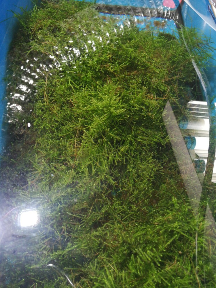Christmas moss and java moss- long strains, homegrown,ada,WYSIWY