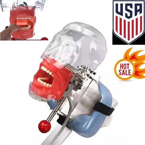 Student Dental Teaching Head Mold Oral Simulation Simple Head Mold Adjustment2pc