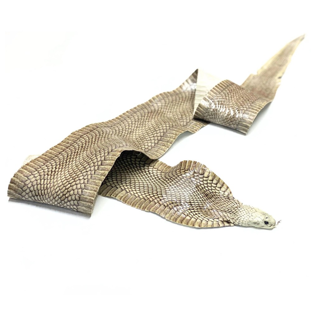 Exotic Full Cobra Snake Skin With Head
