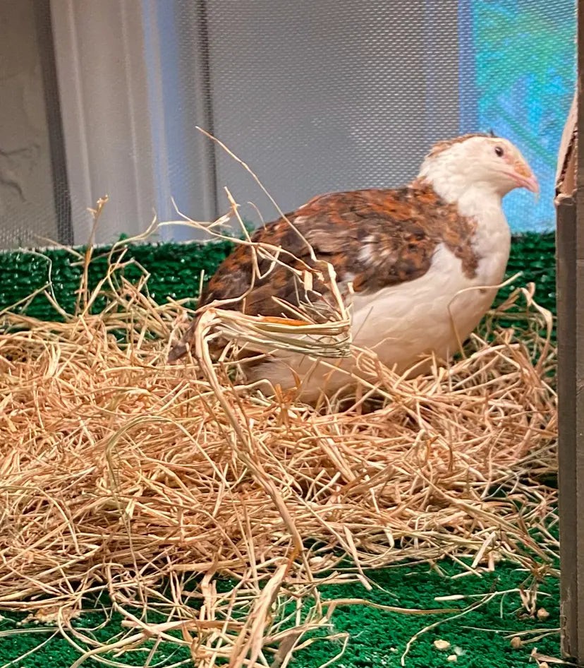 True Blue Celadon Coturnix Quail Hatching Eggs | Blue Egg Layer | Fertile