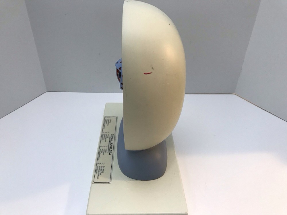 Eisco Labs Plant Cell Model Electron Microscope Structure Science Display Class