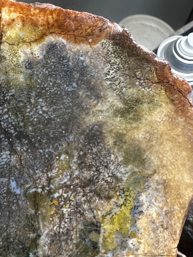 Dinosaur bone rough **hxtled Large end cut.