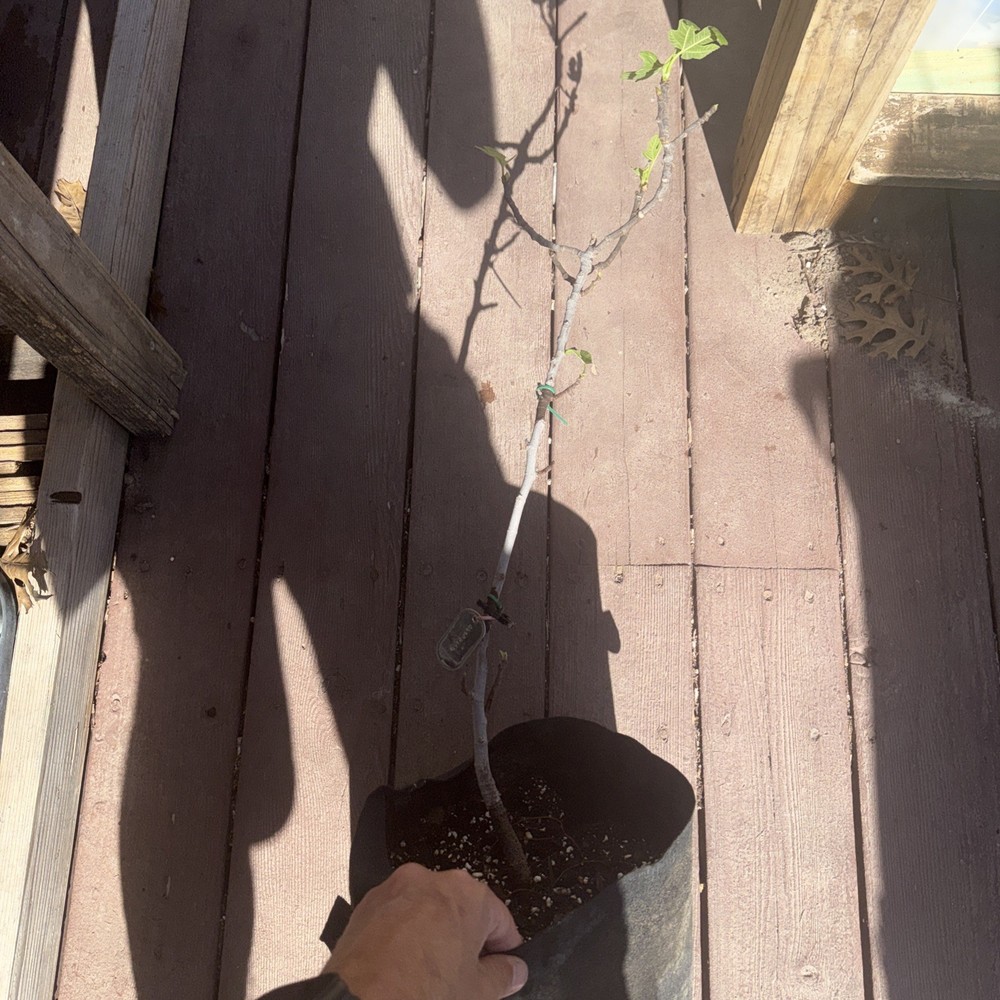 Olympian fig tree mature