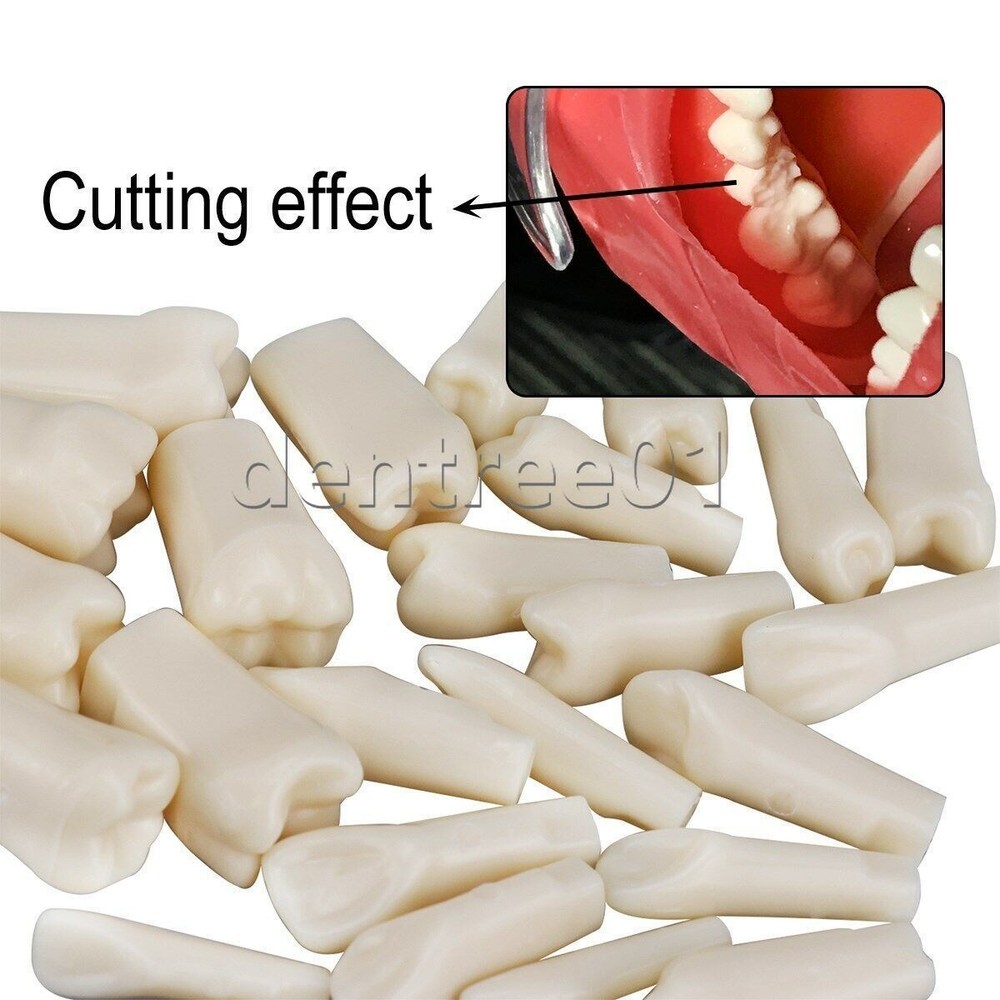 Dental Artificial Resin Teeth Full Mouth Replacement Typodont