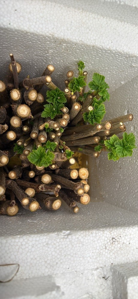 Rooted Champagne Currants