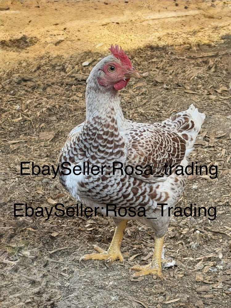 Red white Laced Cornish Bantam Hatching Eggs 10 Pcs